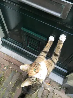 Kattenluik in voordeur inbraak veilig want onopvallend groen geschilderd - Tomsgates Felix(Extra Small) Naturel