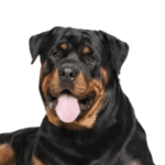 Afbeelding zonder ALT