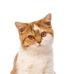 Afbeelding zonder ALT