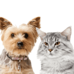 Afbeelding zonder ALT