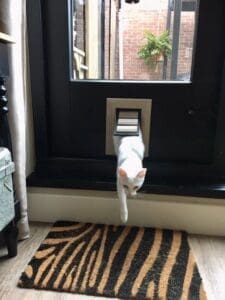 Slanke kat komt de woonkamer binnen door een extra small kattenluik van hout gemaakt door Tomsgates en geïnstalleerd in een zwarte deur met glas