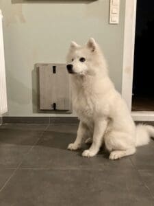 Een grote hond gaat door een groot hondenluik dat geïnstalleerd is in een muur - Tomsgates kattenluik, Tomsgates hondenluik, Kwalitatief hondenluik, Tochtvrij hondenluik, Veilig hondenluik, Stil hondenluik, Houten Hondenluik
